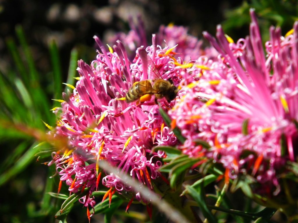 A bee busily pollinating the wildflowers at Lesmurdie Falls