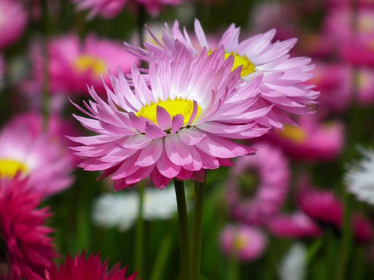 Paper daisies are native to Western Australia