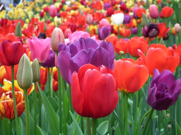 tulips-araluen-botanic-park