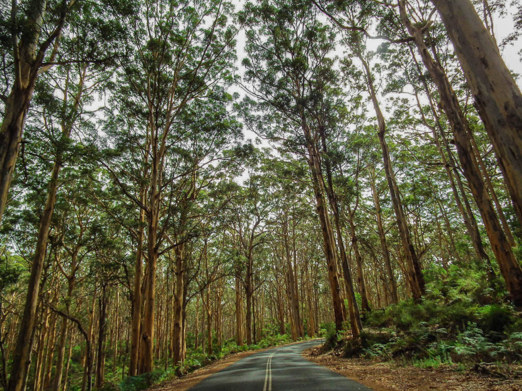 Boranup-Forest-south-west-australia