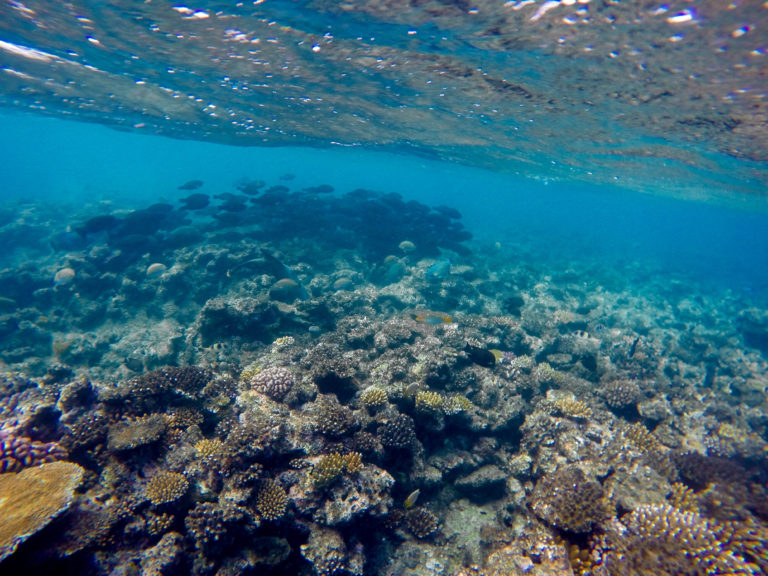 How to prepare for a day at the Great Barrier Reef