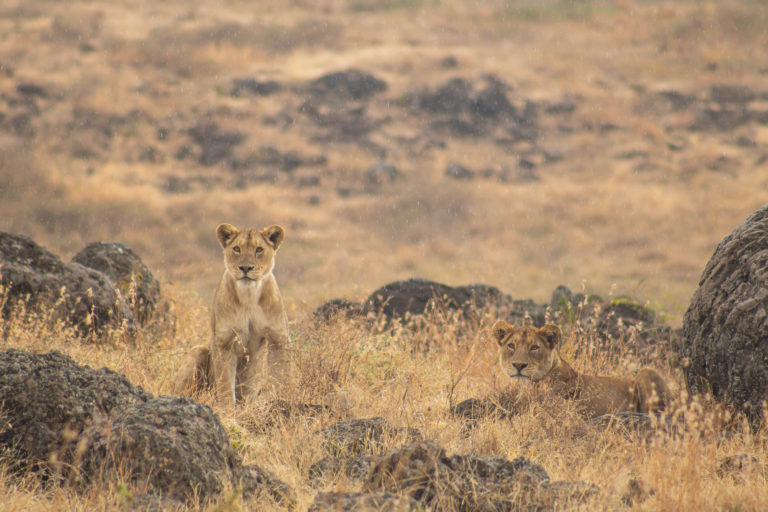 Exploring the East Africa Highlights: Kenya and Tanzania with Intrepid Review